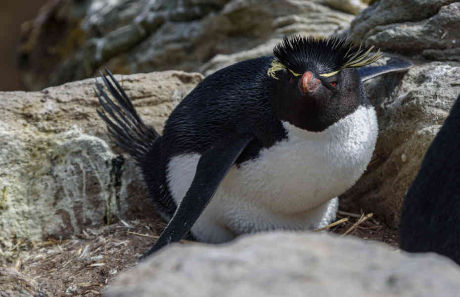 Pingüino Rockhopper - islas Falkland o Malvinas 20.jpg